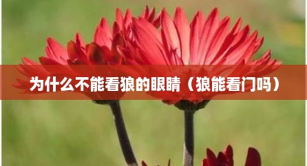 为什么不能看狼的眼睛（狼能看门吗）