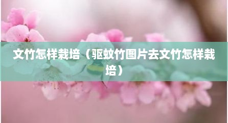 文竹怎样栽培（驱蚊竹图片去文竹怎样栽培）