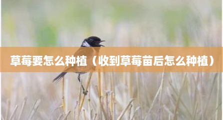 草莓要怎么种植（收到草莓苗后怎么种植）