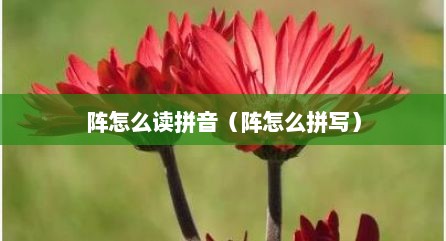 阵怎么读拼音（阵怎么拼写）