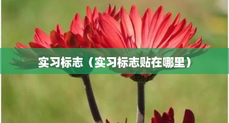 实习标志（实习标志贴在哪里）