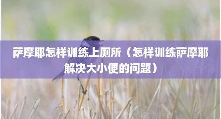 萨摩耶怎样训练上厕所（怎样训练萨摩耶解决大小便的问题）