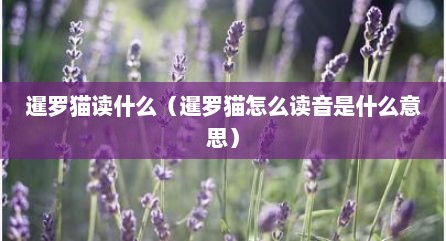暹罗猫读什么（暹罗猫怎么读音是什么意思）