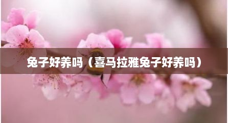 兔子好养吗（喜马拉雅兔子好养吗）