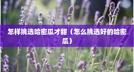 怎样挑选哈密瓜才甜（怎么挑选好的哈密瓜）
