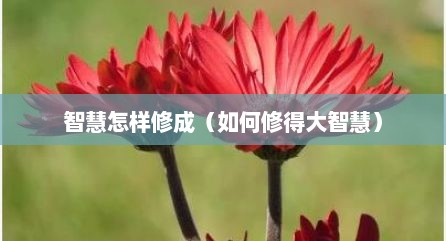 智慧怎样修成（如何修得大智慧）