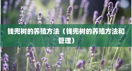 钱兜树的养殖方法（钱兜树的养殖方法和管理）