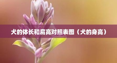 犬的体长和肩高对照表图（犬的身高）