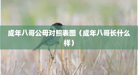 成年八哥公母对照表图（成年八哥长什么样）