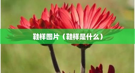 鞋样图片（鞋样是什么）
