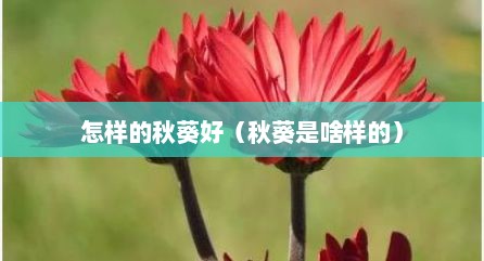 怎样的秋葵好（秋葵是啥样的）