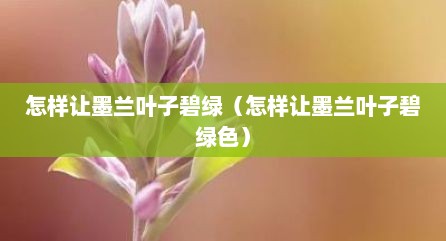 怎样让墨兰叶子碧绿（怎样让墨兰叶子碧绿色）