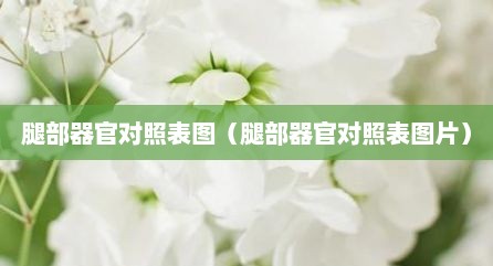 腿部器官对照表图（腿部器官对照表图片）