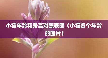 小猫年龄和身高对照表图（小猫各个年龄的图片）