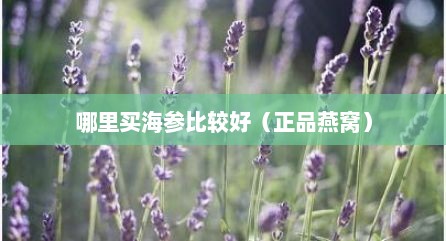 哪里买海参比较好（正品燕窝）
