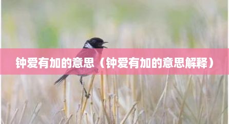 钟爱有加的意思（钟爱有加的意思解释）