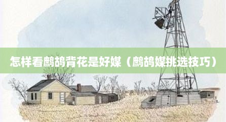 怎样看鹧鸪背花是好媒（鹧鸪媒挑选技巧）
