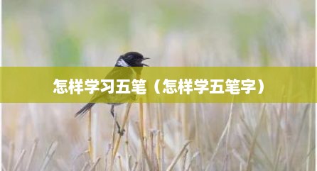 怎样学习五笔（怎样学五笔字）