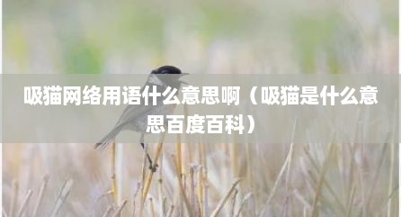 吸猫网络用语什么意思啊（吸猫是什么意思百度百科）