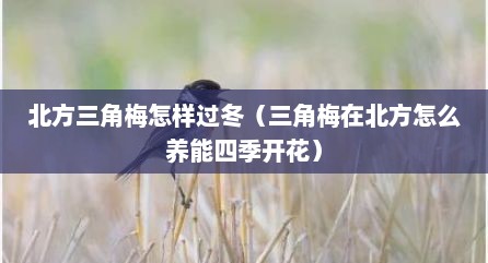 北方三角梅怎样过冬（三角梅在北方怎么养能四季开花）