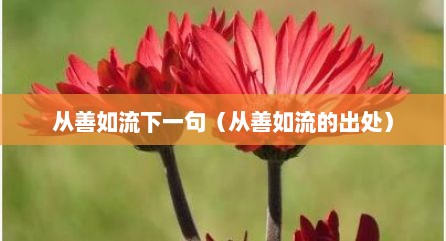 从善如流下一句（从善如流的出处）