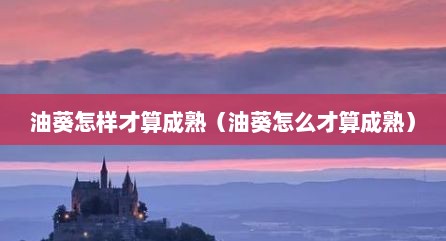 油葵怎样才算成熟（油葵怎么才算成熟）