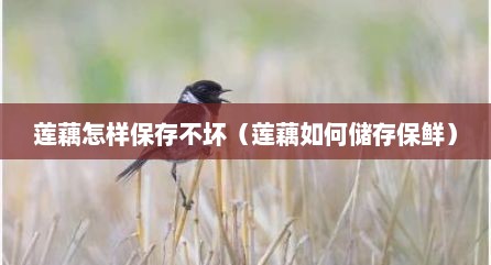 莲藕怎样保存不坏（莲藕如何储存保鲜）