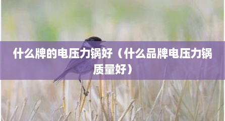 什么牌的电压力锅好（什么品牌电压力锅质量好）