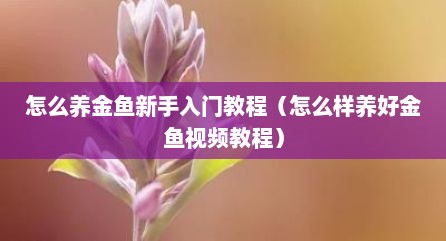 怎么养金鱼新手入门教程（怎么样养好金鱼视频教程）