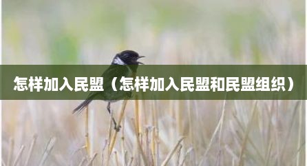 怎样加入民盟（怎样加入民盟和民盟组织）