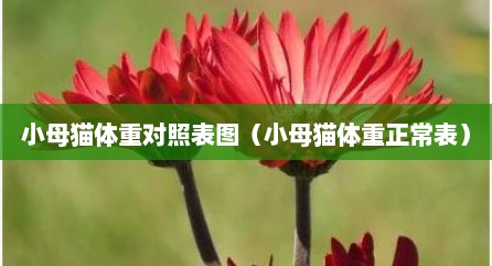小母猫体重对照表图（小母猫体重正常表）