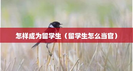怎样成为留学生（留学生怎么当官）