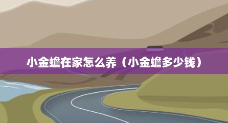 小金蟾在家怎么养（小金蟾多少钱）
