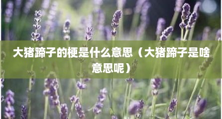 大猪蹄子的梗是什么意思（大猪蹄子是啥意思呢）