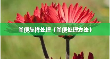 粪便怎样处理（粪便处理方法）