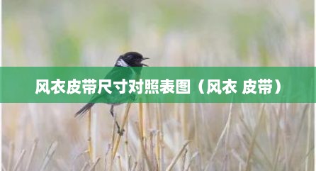 风衣皮带尺寸对照表图（风衣 皮带）