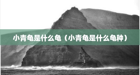小青龟是什么龟（小青龟是什么龟种）