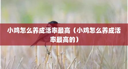 小鸡怎么养成活率最高（小鸡怎么养成活率最高的）