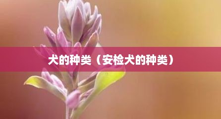 犬的种类（安检犬的种类）