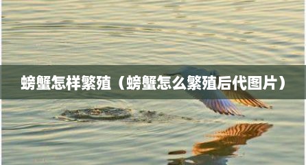 螃蟹怎样繁殖（螃蟹怎么繁殖后代图片）