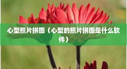 心型照片拼图（心型的照片拼图是什么软件）