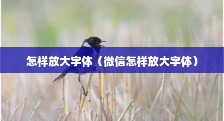 怎样放大字体（微信怎样放大字体）
