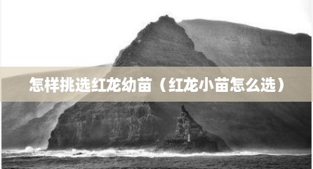 怎样挑选红龙幼苗（红龙小苗怎么选）