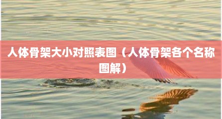 人体骨架大小对照表图（人体骨架各个名称 图解）