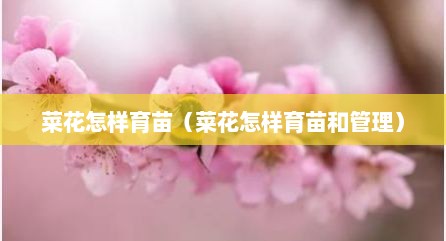 菜花怎样育苗（菜花怎样育苗和管理）