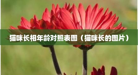 猫咪长相年龄对照表图（猫咪长的图片）