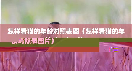怎样看猫的年龄对照表图（怎样看猫的年龄对照表图片）