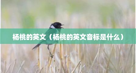 杨桃的英文（杨桃的英文音标是什么）