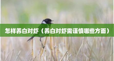 怎样养白对虾（养白对虾需谨慎哪些方面）