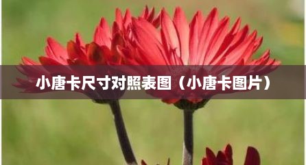 小唐卡尺寸对照表图（小唐卡图片）